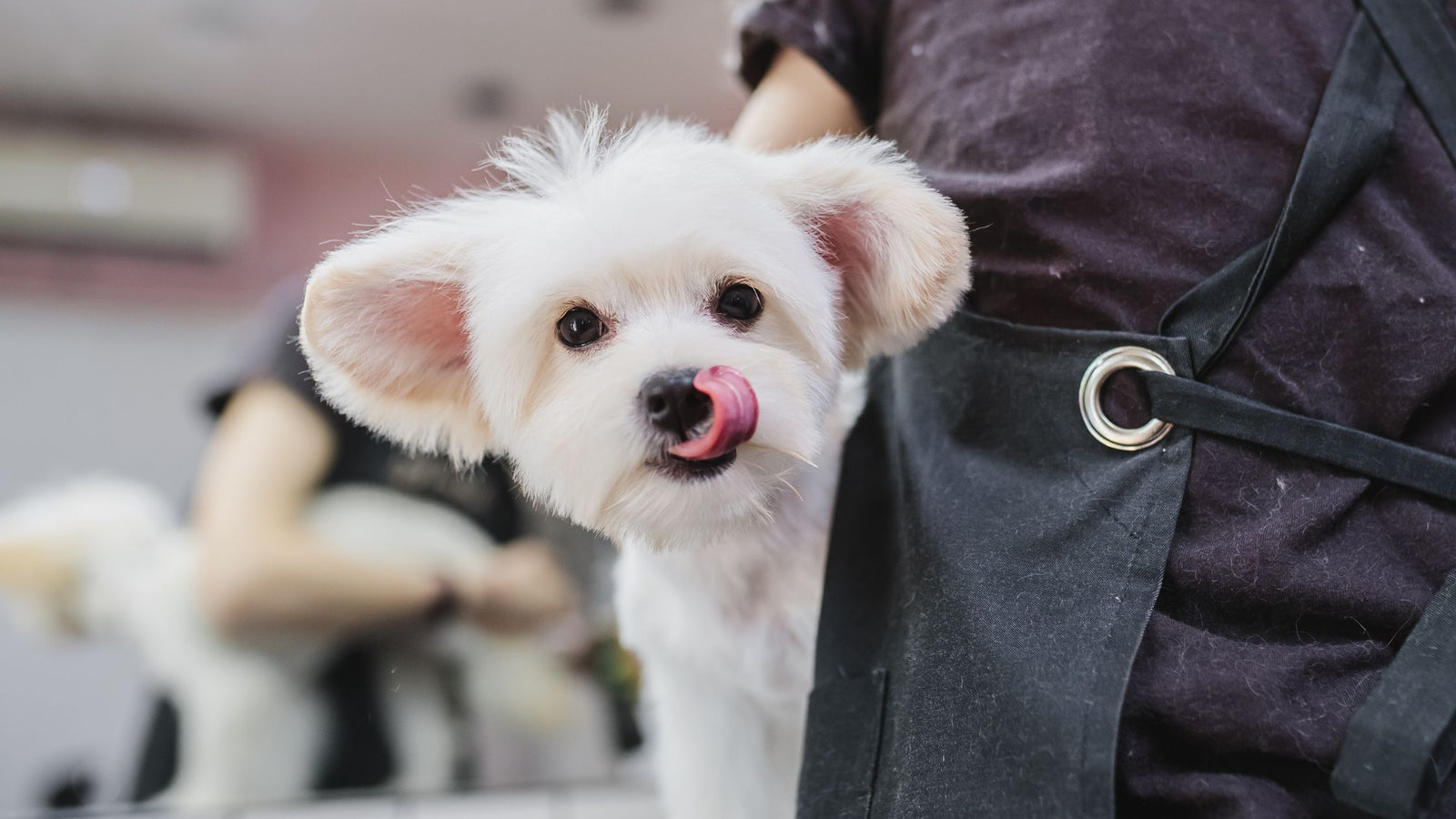 Cute, white, small dog with tongue out on a grooming table with groomer