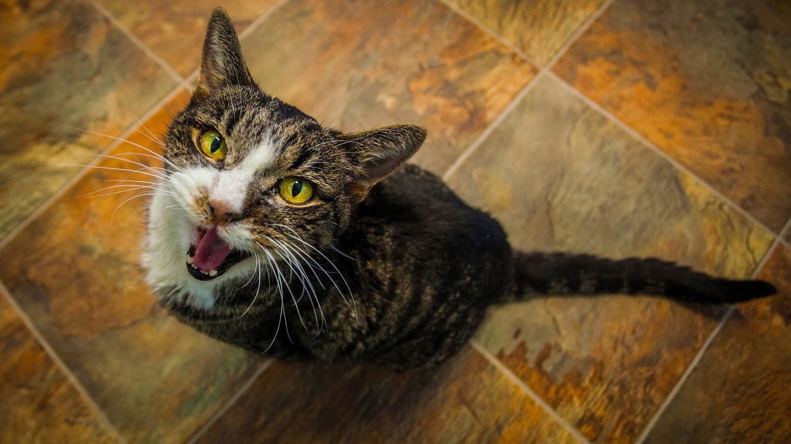 Cat looking up at camera and meowing