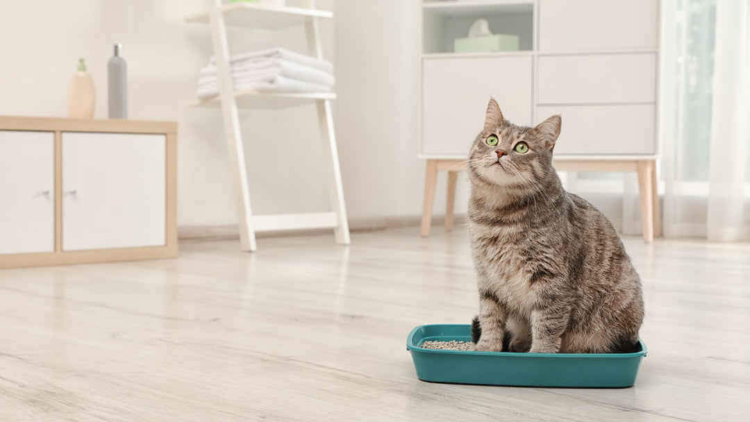 5 Tips for Training Your Cat to Use the Litterbox