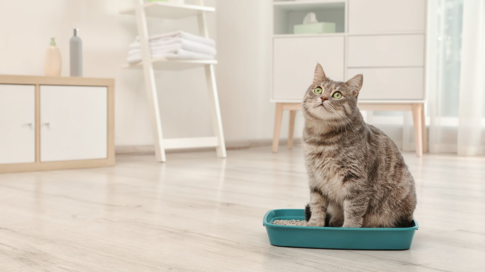 Cat sitting in a litterbox in a well lit room