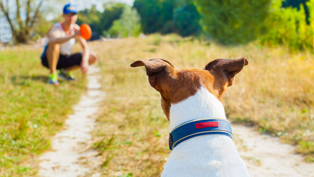 How to Teach Your Dog to Come When Called: A Comprehensive Guide