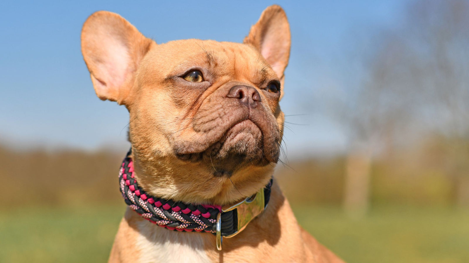 French bulldog wearing fancy collar outside on a sunny day