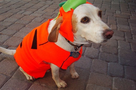 5 Pet Halloween Safety Tips