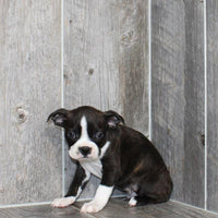 Boston Terrier - 6202