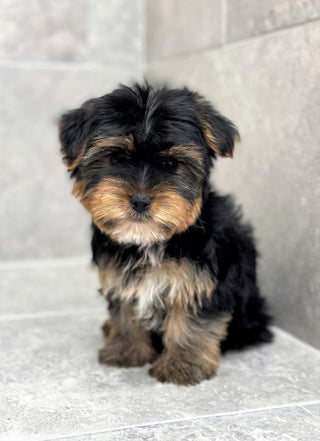 Yorkshire Terrier - 7388