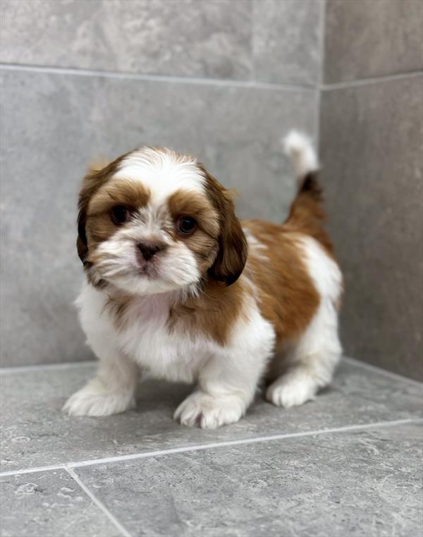 Shih-tzu - 7885