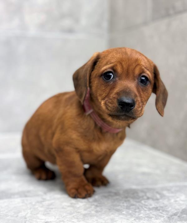 Dachshund - 7903