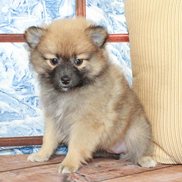 Pomeranian - 8440