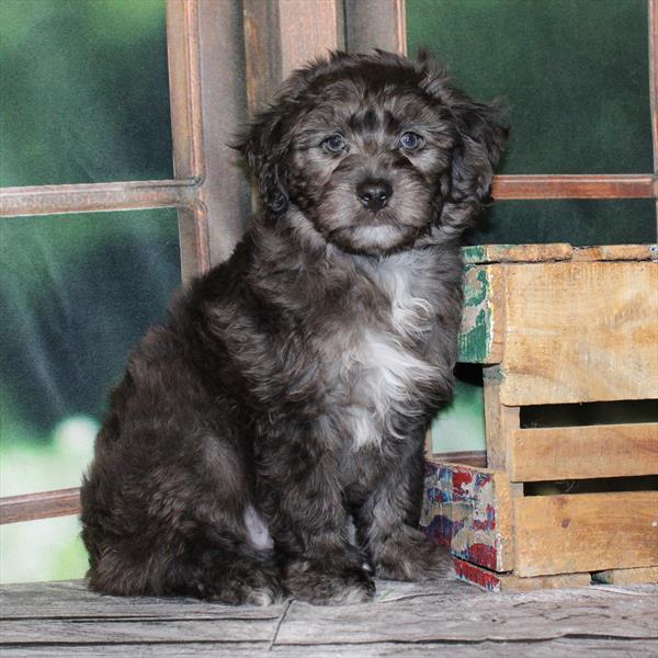 Aussiedoodle (Mini Aussie/Poodle) - 8467