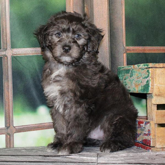 Aussiedoodle (Mini Aussie/Poodle) - 8467