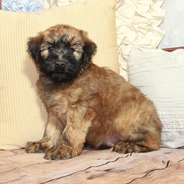 Whoodle (Soft Coated Wheaten Terrier/Poodle) - 8562