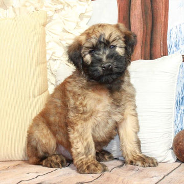 Whoodle (Soft Coated Wheaten Terrier/Poodle) - 8562