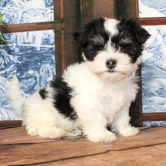 Havanese - 8844