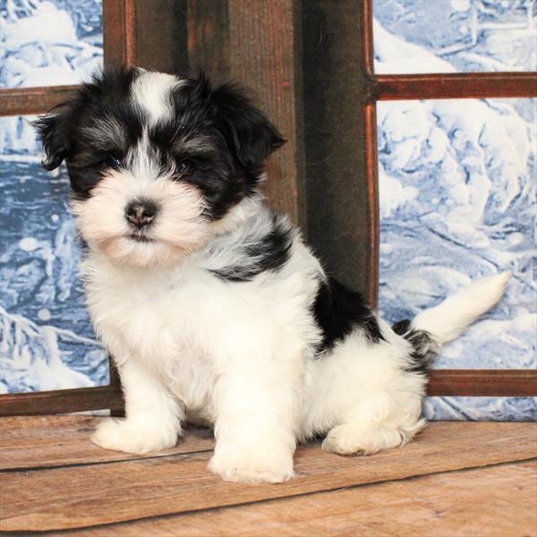 Havanese - 8844