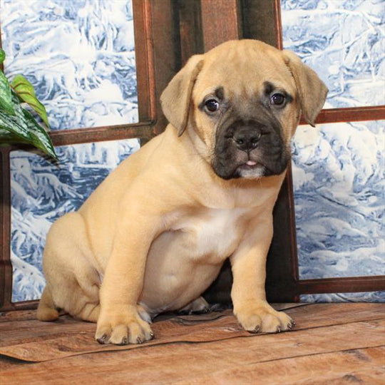 Bullmastiff - 8884