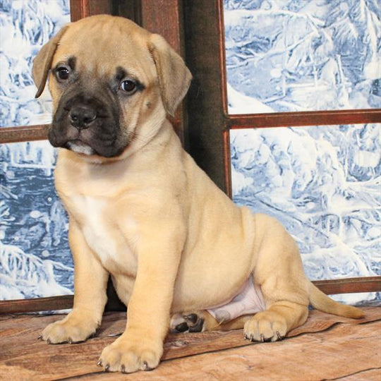 Bullmastiff - 8884