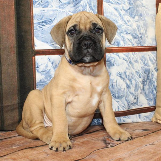 Bullmastiff - 8897