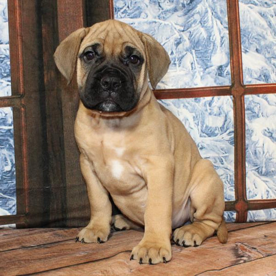 Bullmastiff - 8897