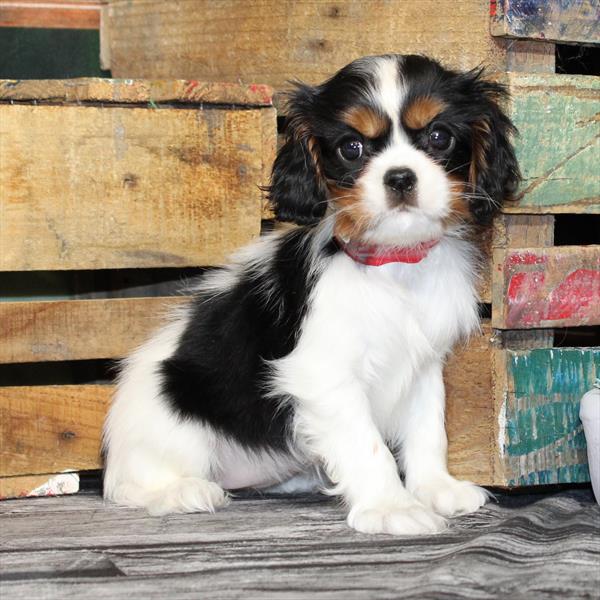 Cavalier King Charles Spaniel - 8912