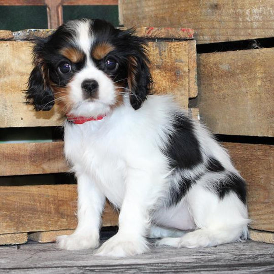 Cavalier King Charles Spaniel - 8912