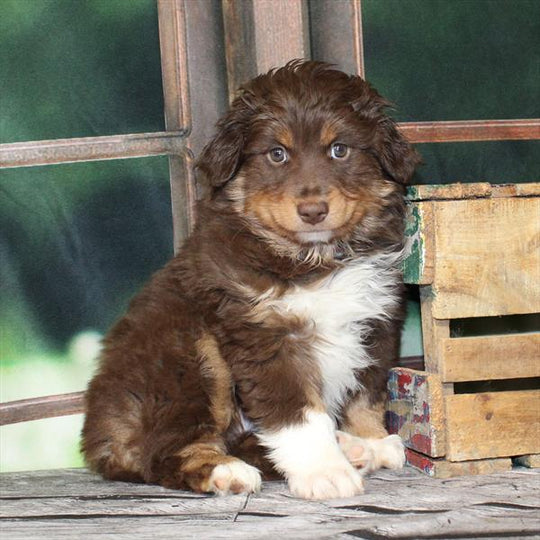 Australian Shepherd - 9072