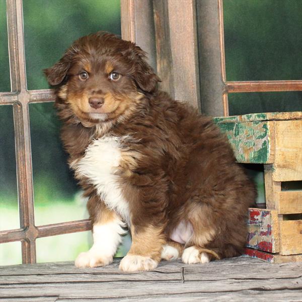 Australian Shepherd - 9072