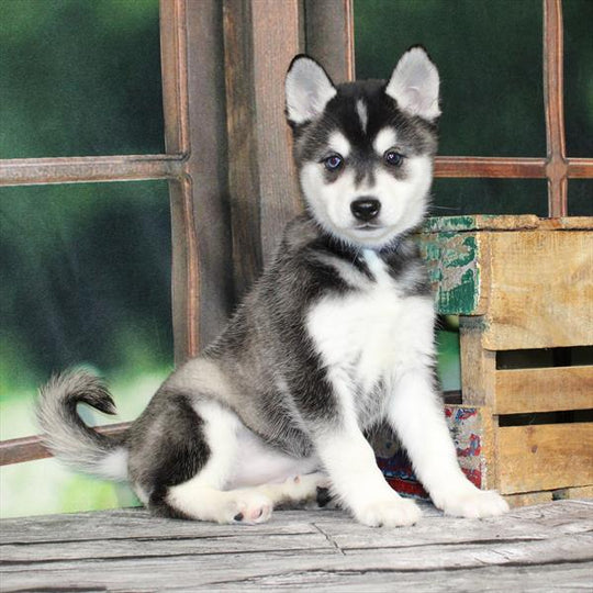 Klee Kai - 9089