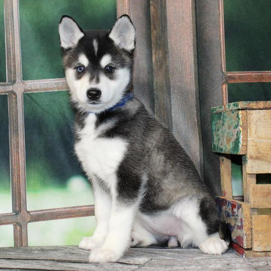 Klee Kai - 9089