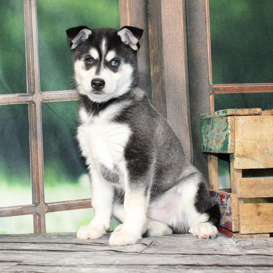 Klee Kai - 9097