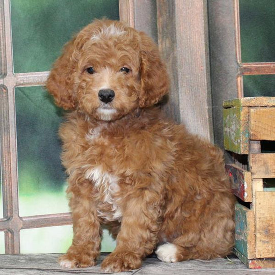 Goldendoodle Mini 2 Gen (Mini Goldendoodle/Poodle) - 9126