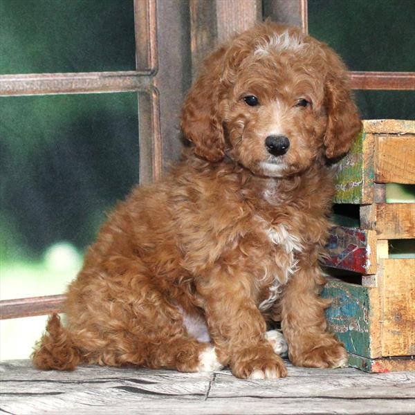 Goldendoodle Mini 2 Gen (Mini Goldendoodle/Poodle) - 9126