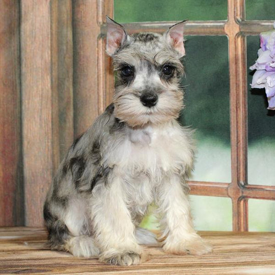 Miniature Schnauzer - 9215