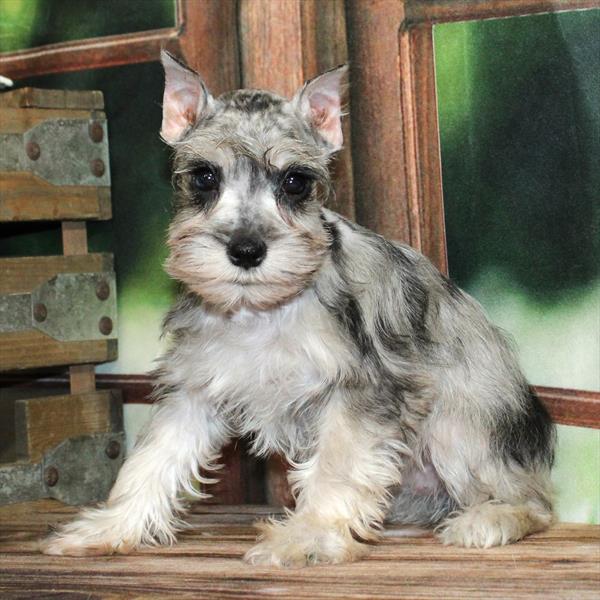 Miniature Schnauzer - 9215