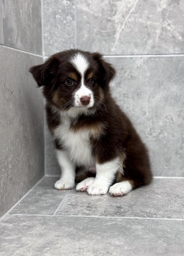 Miniature Australian Shepherd - 9691