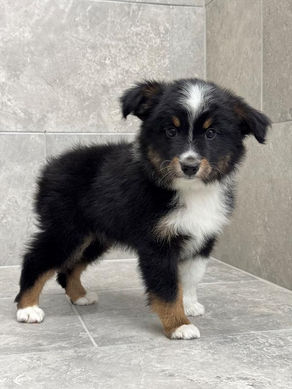 Miniature Australian Shepherd - 9700