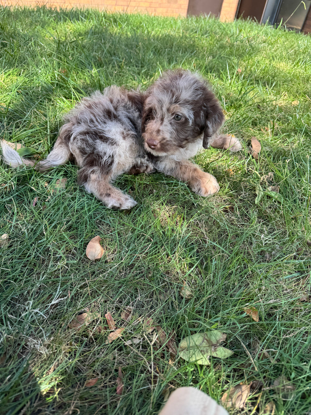 Miniature Labradoodle (Miniature Labradoodle/Poodle) - 5440