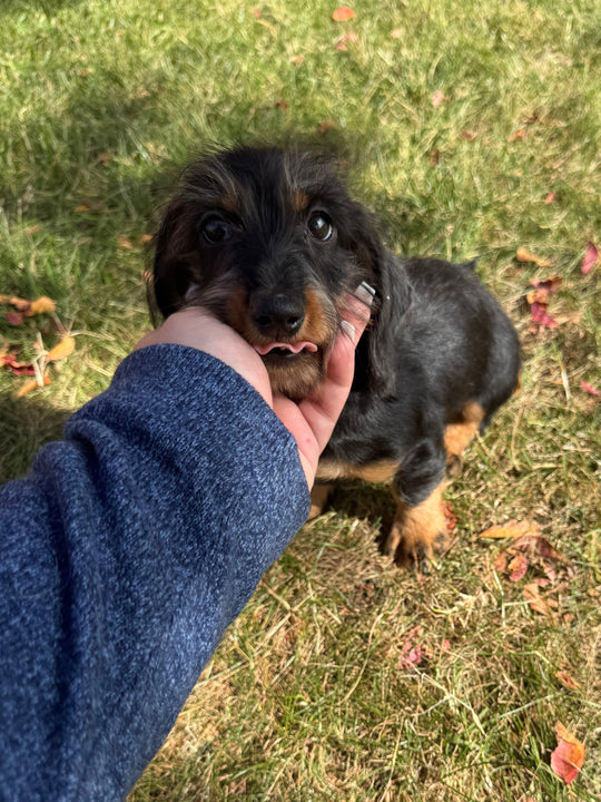 Dachshund - 7847