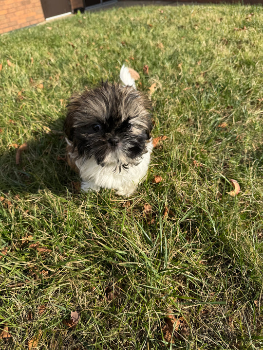 Shih-tzu - 7741