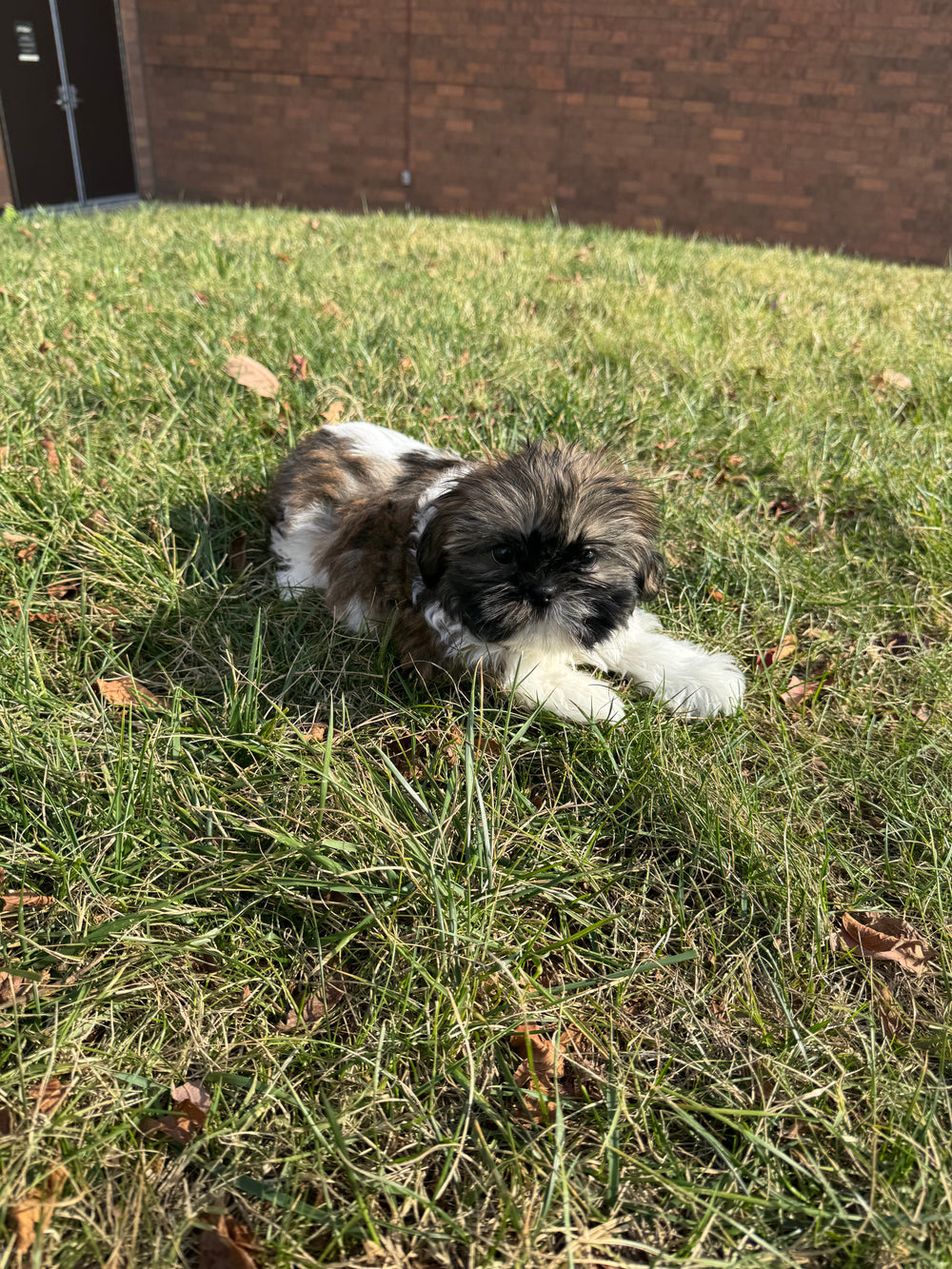 Shih-tzu - 7741