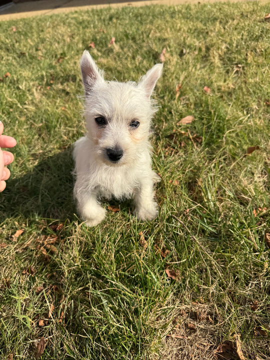 West Highland Terrier - 7824