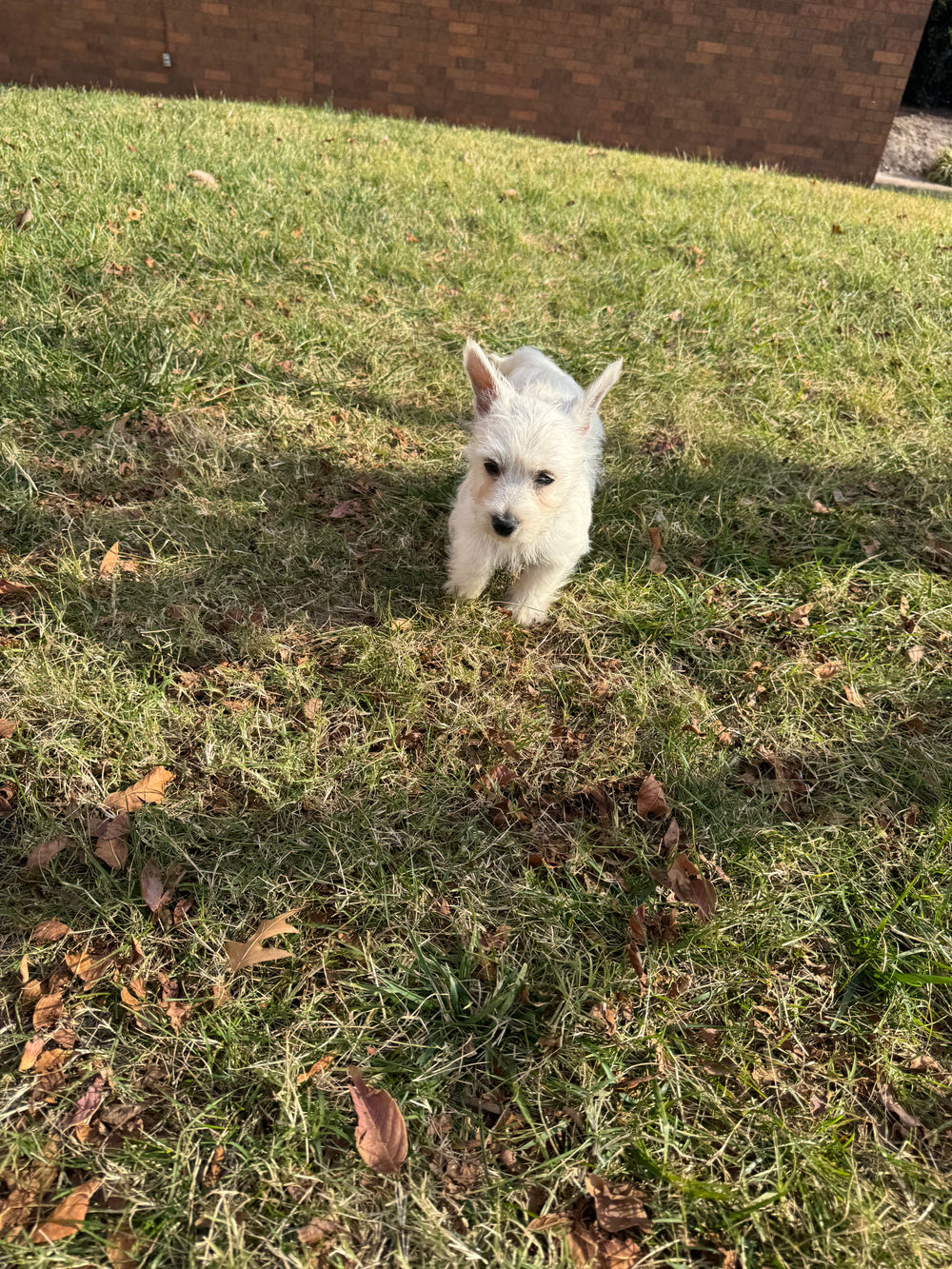 West Highland Terrier - 7824