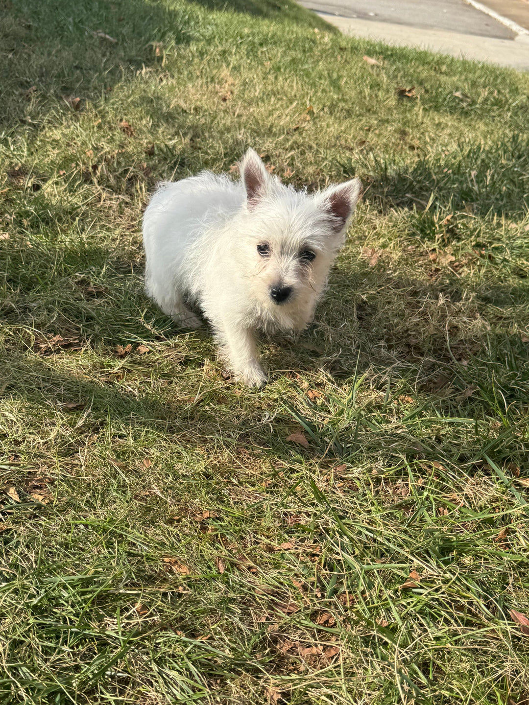 West Highland Terrier - 7825