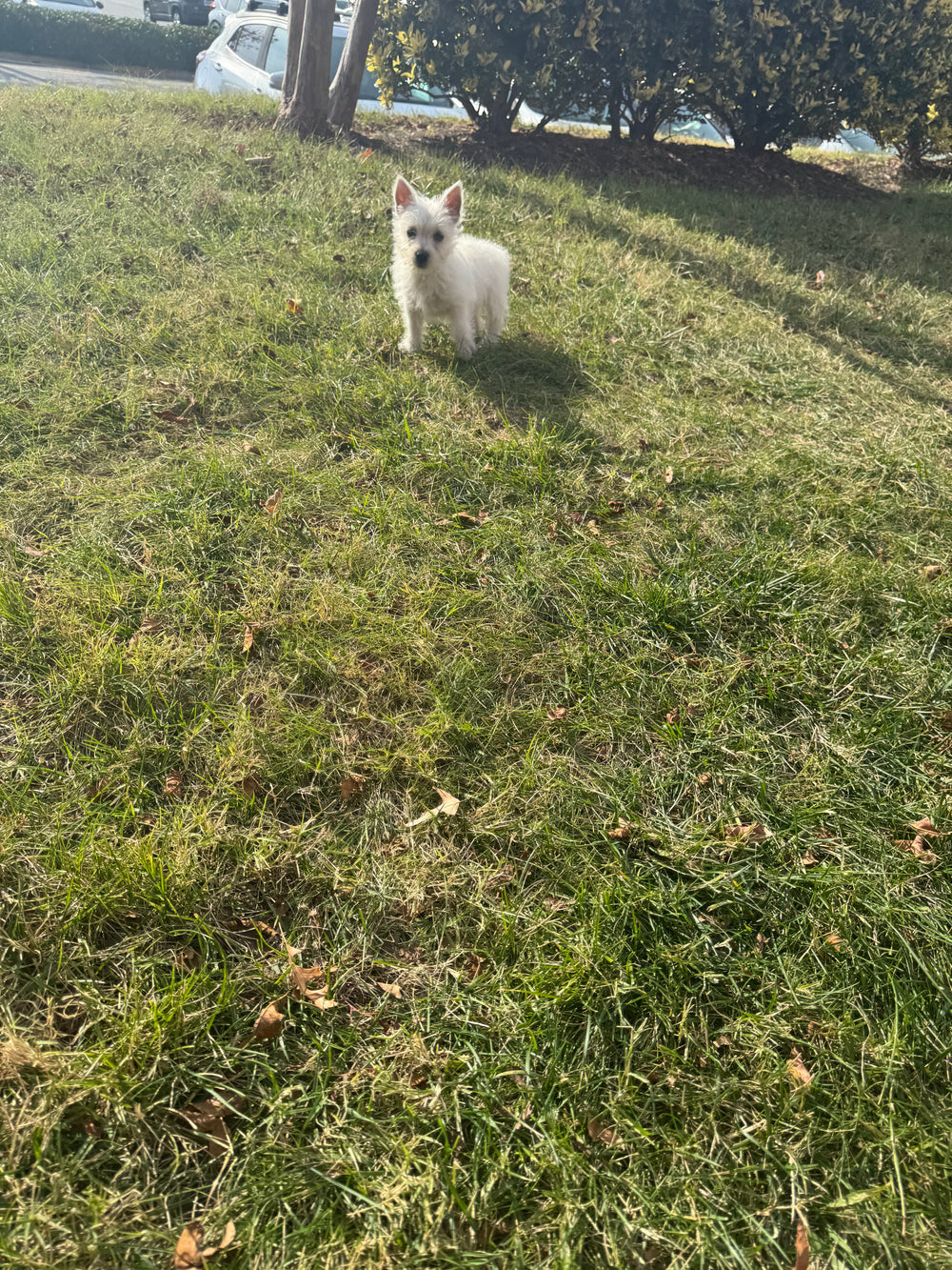 West Highland Terrier - 7825