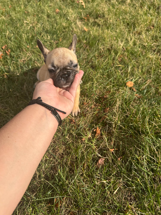 French Bulldog - 7704