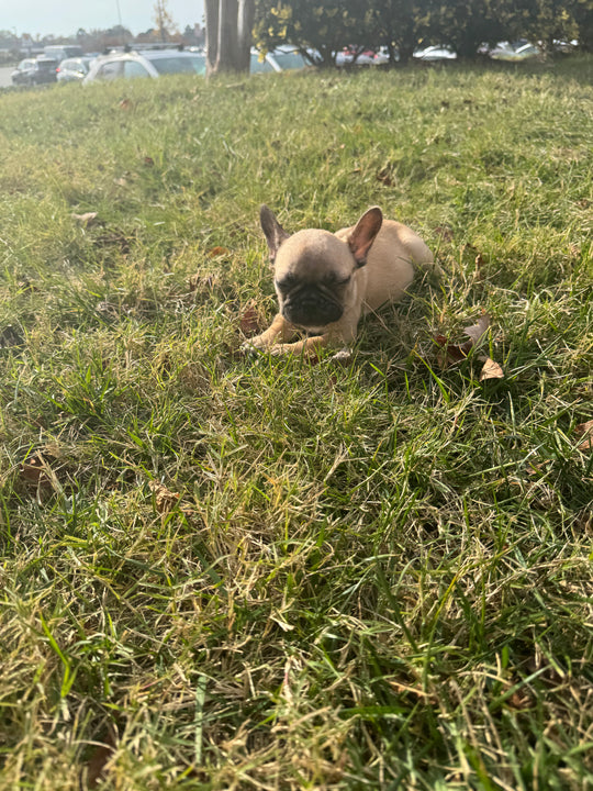 French Bulldog - 7704