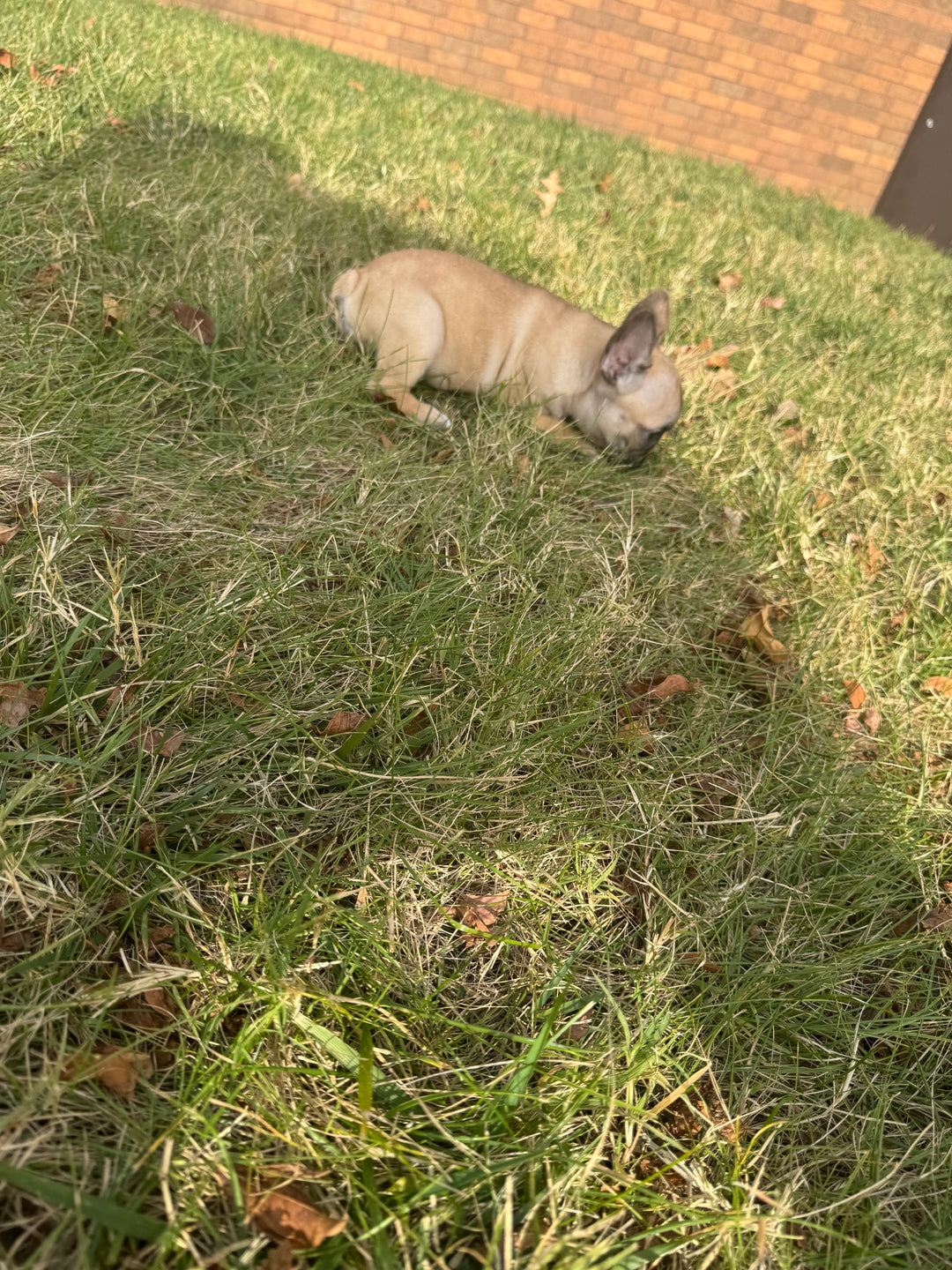 French Bulldog - 7704