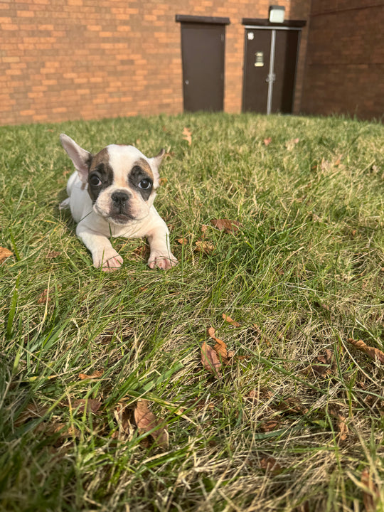 French Bulldog/Frenchton (French Bulldog/Boston Terrier) - 7719