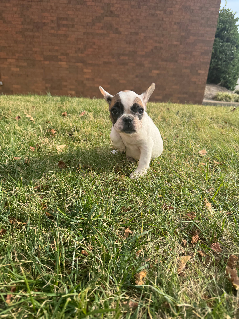 French Bulldog/Frenchton (French Bulldog/Boston Terrier) - 7719