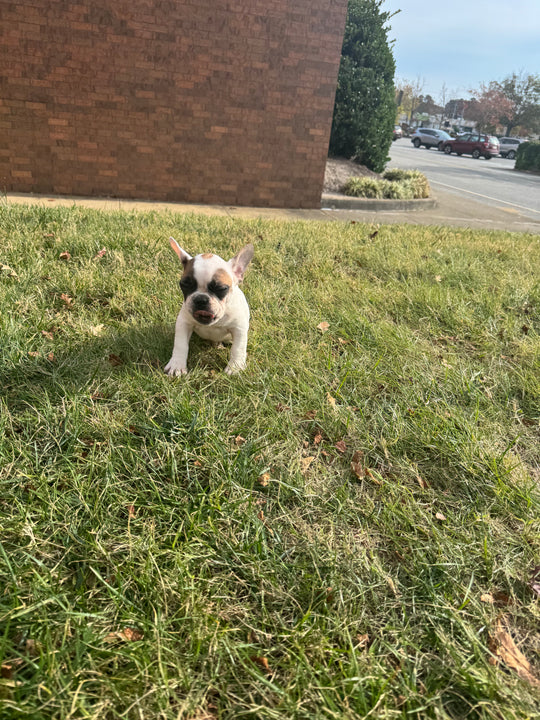 French Bulldog/Frenchton (French Bulldog/Boston Terrier) - 7719