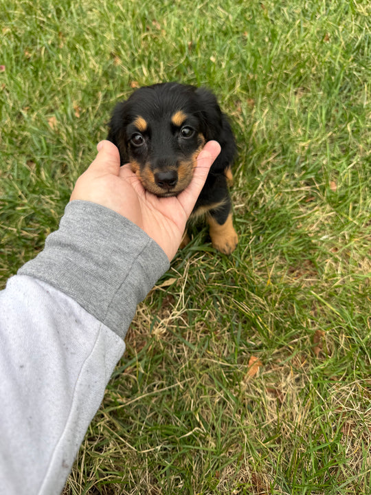 Dachshund - 3393